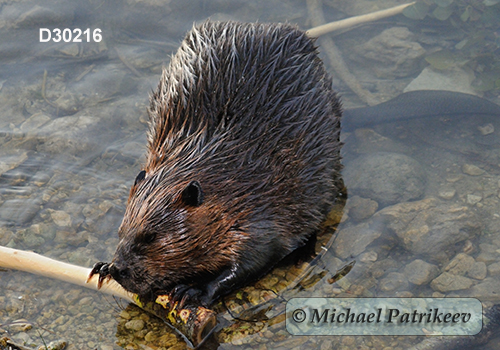 North American Beaver (Castor canadensis)